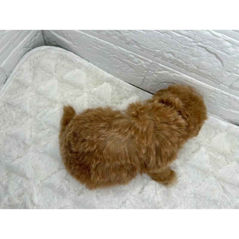 販売中の茨城県のマルプー:マルチーズ×トイプードル-455030の8枚目