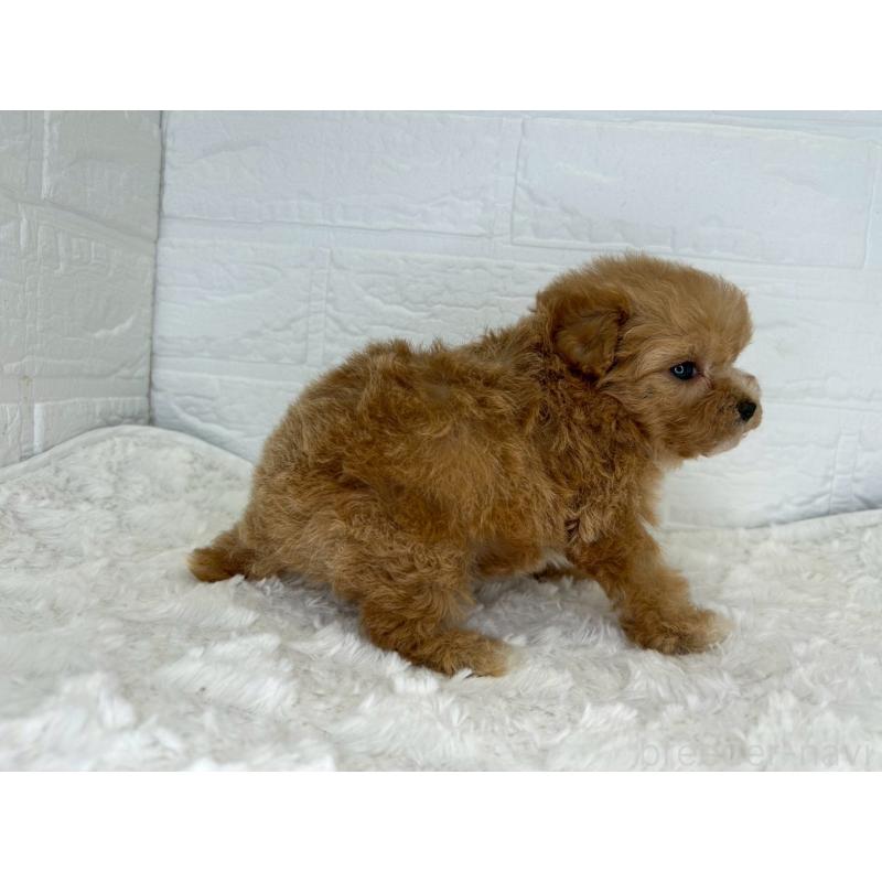 販売中の茨城県のマルプー:マルチーズ×トイプードル-455030の7枚目