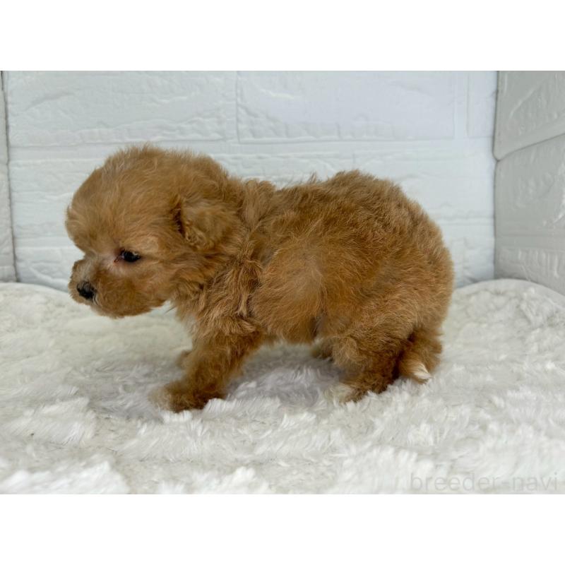 販売中の茨城県のマルプー:マルチーズ×トイプードル-455030の6枚目