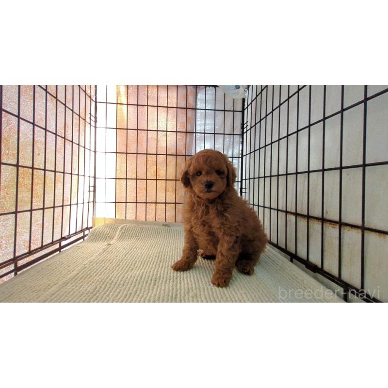 販売中の茨城県のトイプードル-455032の6枚目