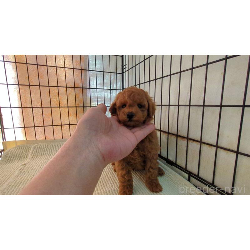 販売中の茨城県のトイプードル-455032の4枚目