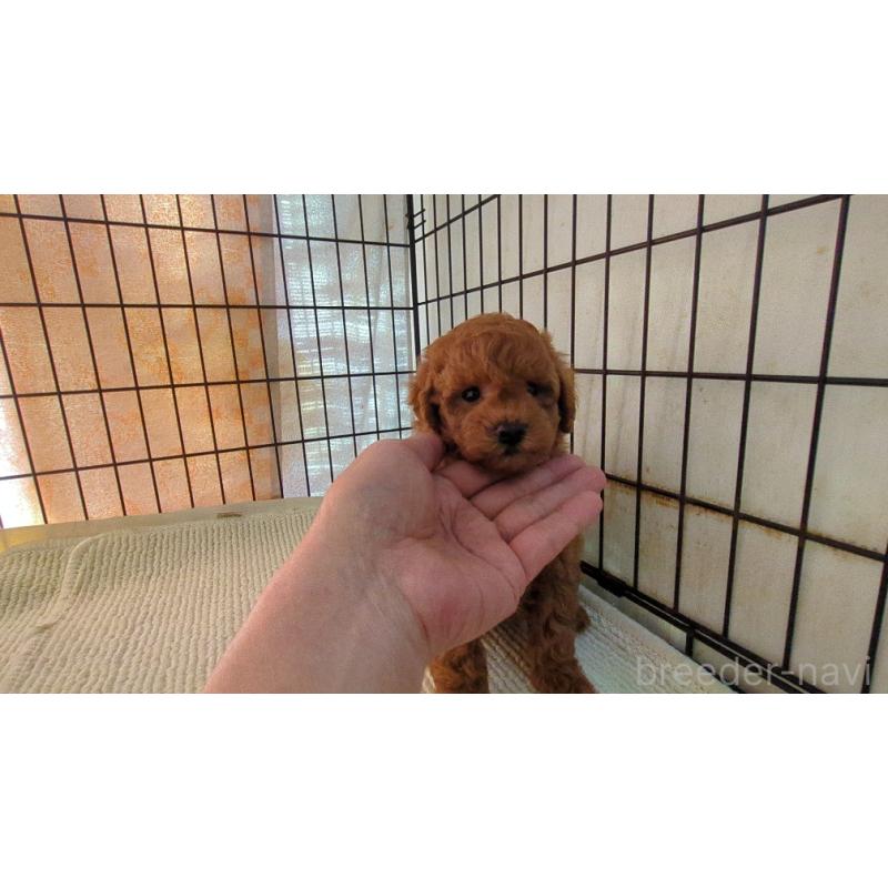 販売中の茨城県のトイプードル-455032の2枚目