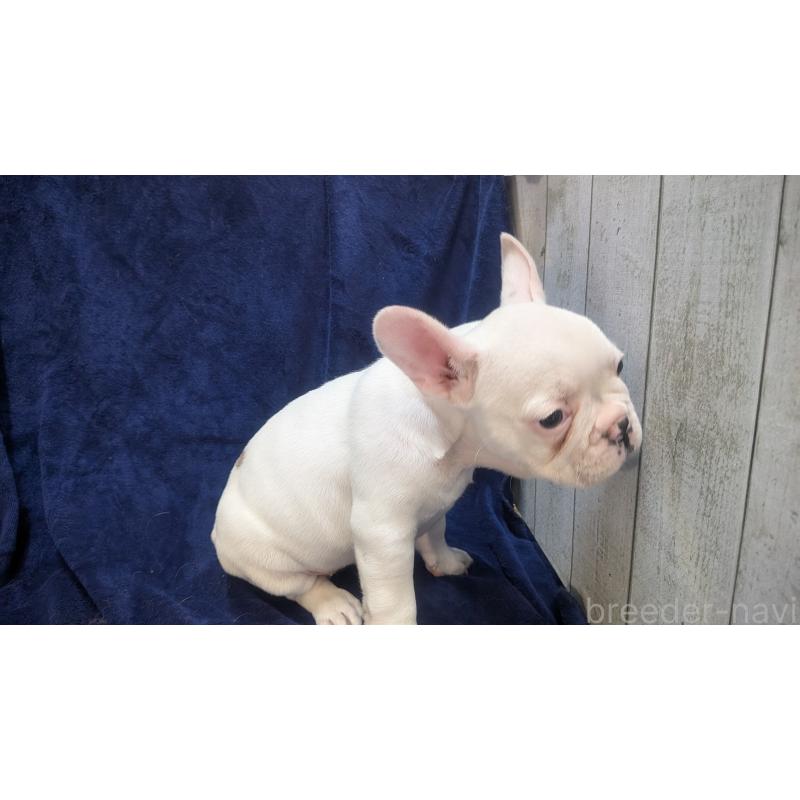 販売中の熊本県のフレンチブルドッグ-445162の3枚目