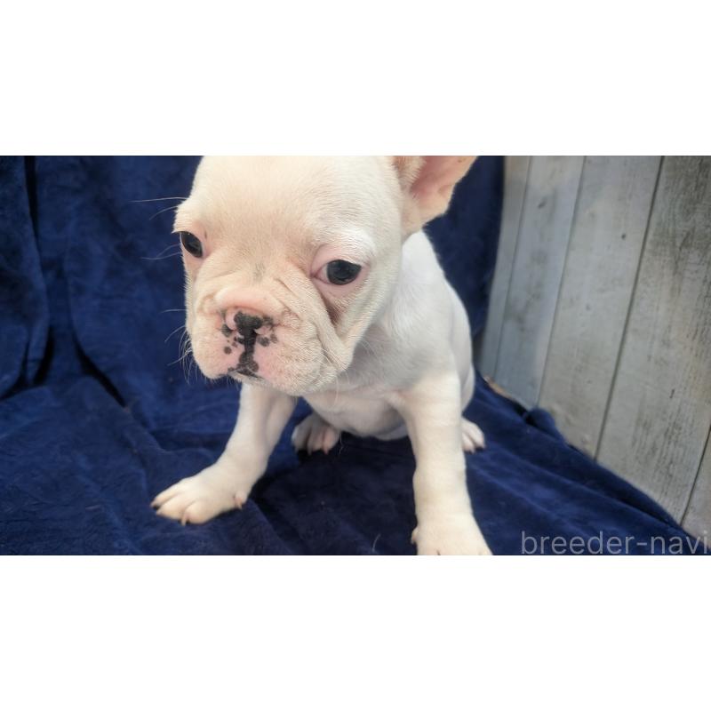 販売中の熊本県のフレンチブルドッグ-445162の2枚目