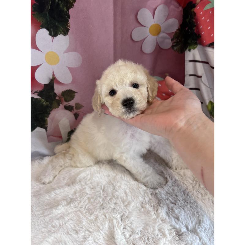 販売中の鹿児島県のミディアムプードル-455031の2枚目