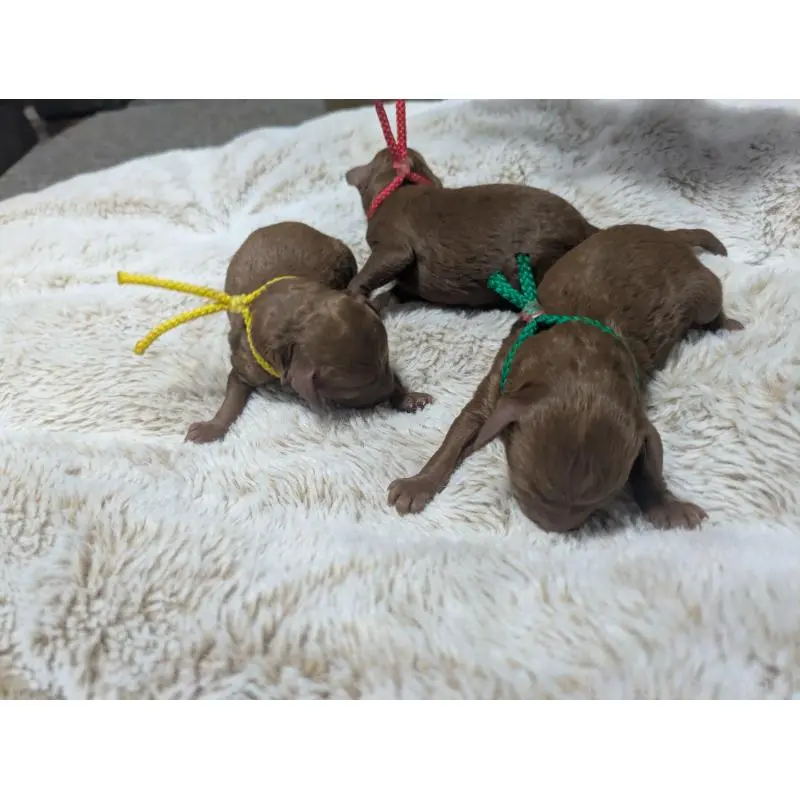 販売中の東京都のトイプードル-455033の2枚目