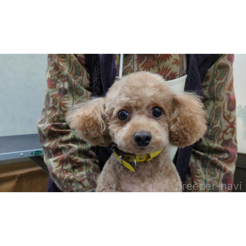 さっちゃんちゃん1枚目