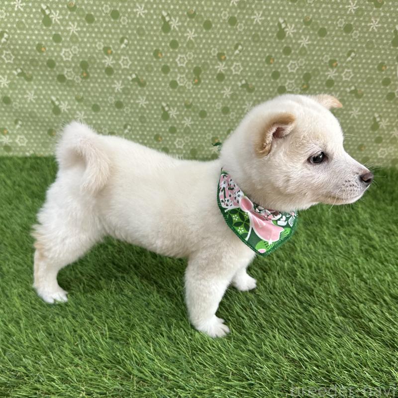 販売中の広島県の豆柴-455035の4枚目