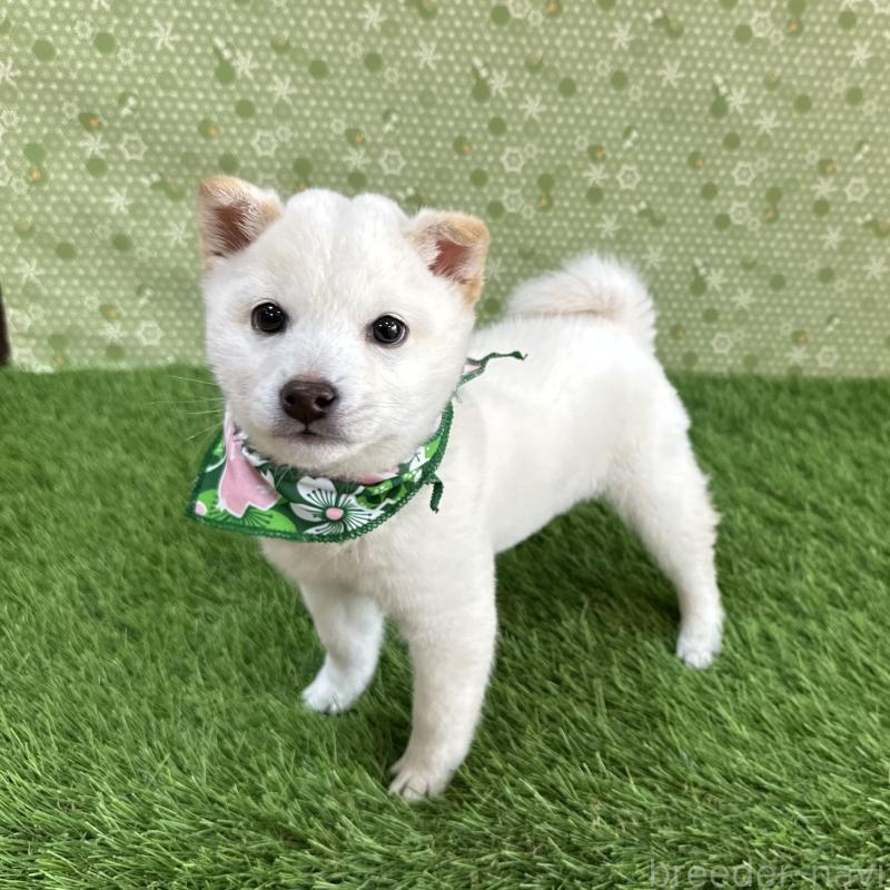 販売中の広島県の豆柴-455035の3枚目