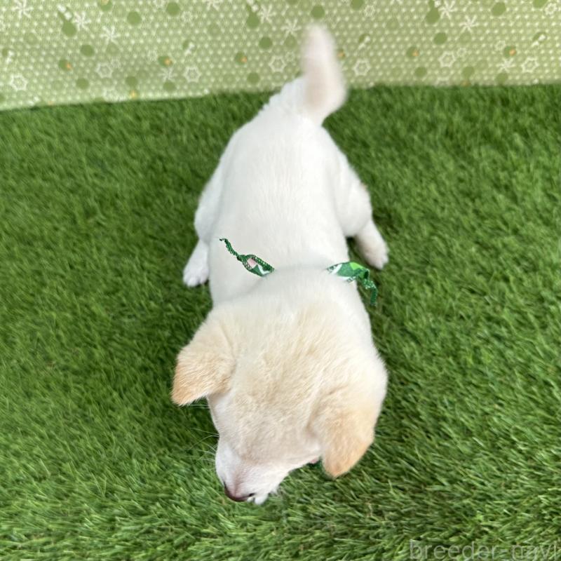 販売中の広島県の豆柴-455035の2枚目