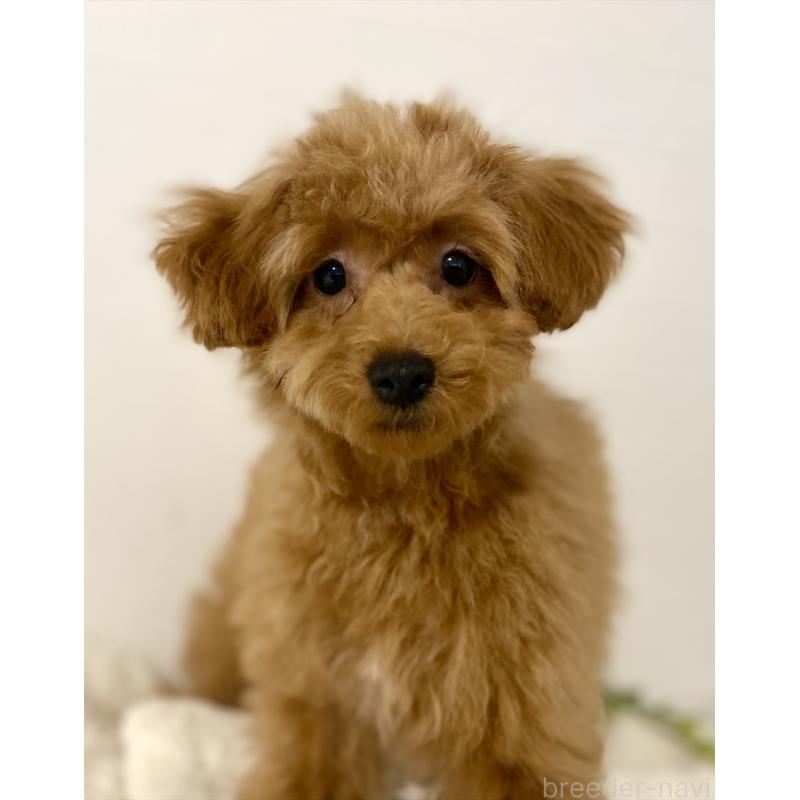 販売中の静岡県のトイプードル-455036の5枚目