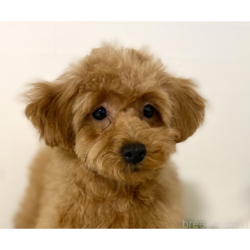 販売中の静岡県のトイプードル-455036の3枚目