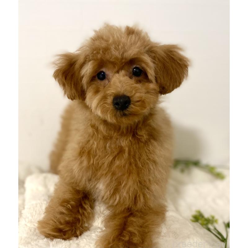 販売中の静岡県のトイプードル-455036の2枚目