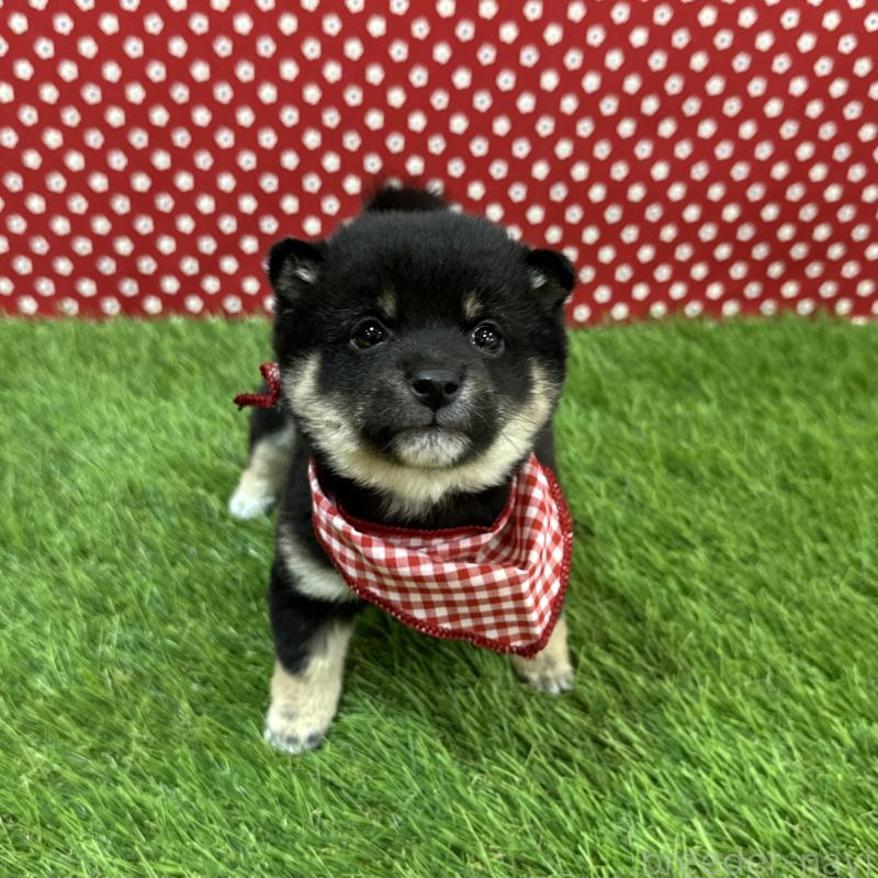 販売中の広島県の豆柴-455037の4枚目