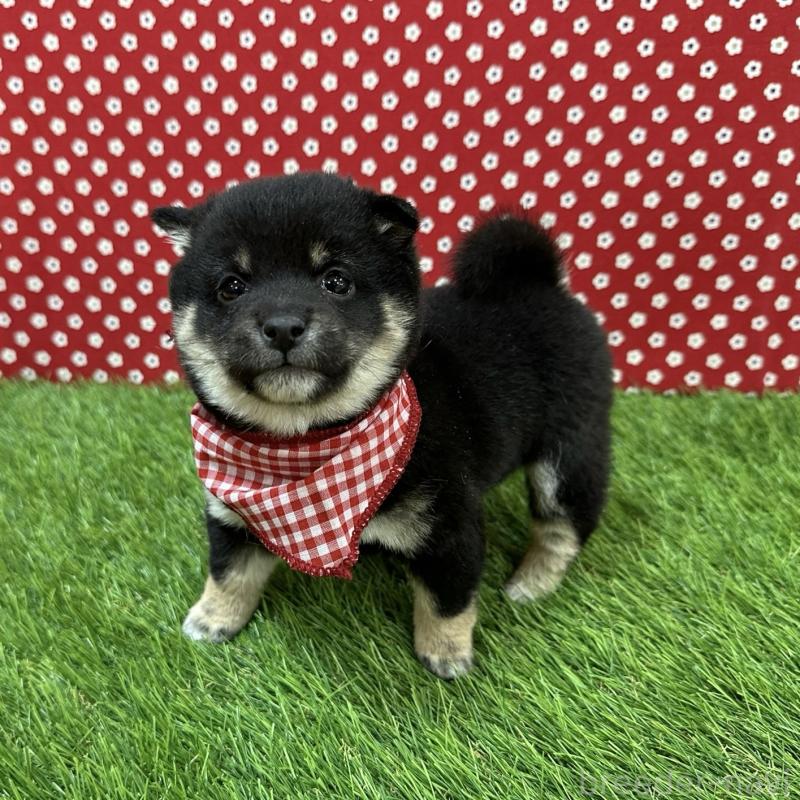 販売中の広島県の豆柴-455037の3枚目