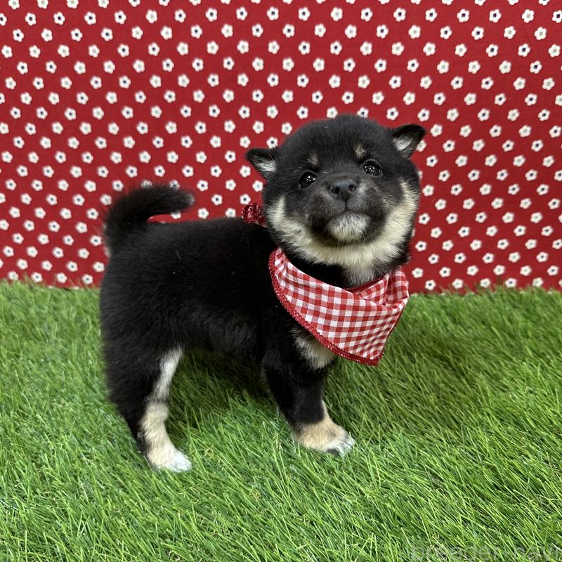 販売中の広島県の豆柴-455037の2枚目