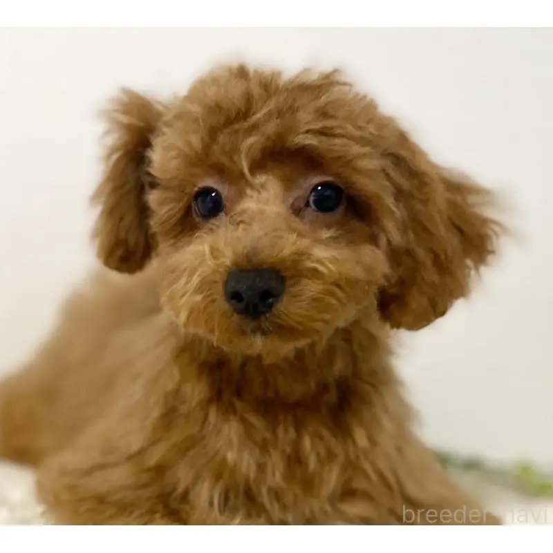 販売中の静岡県のトイプードル-455038の5枚目