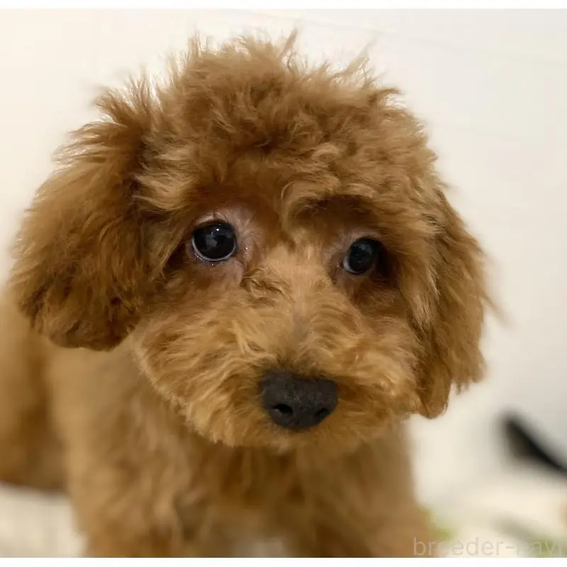 販売中の静岡県のトイプードル-455038の4枚目