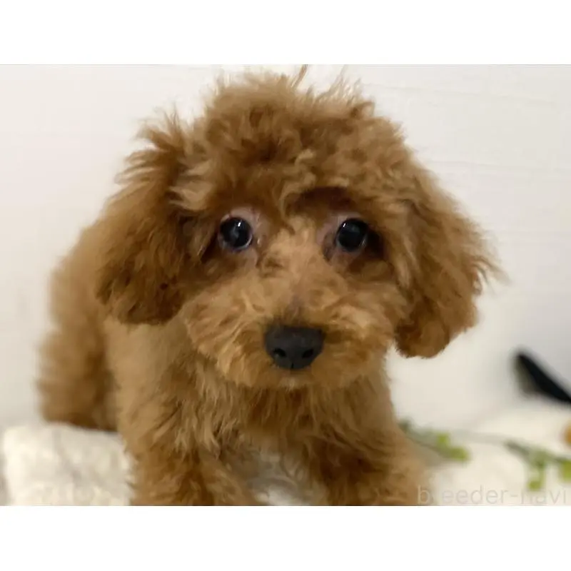 販売中の静岡県のトイプードル-455038の3枚目