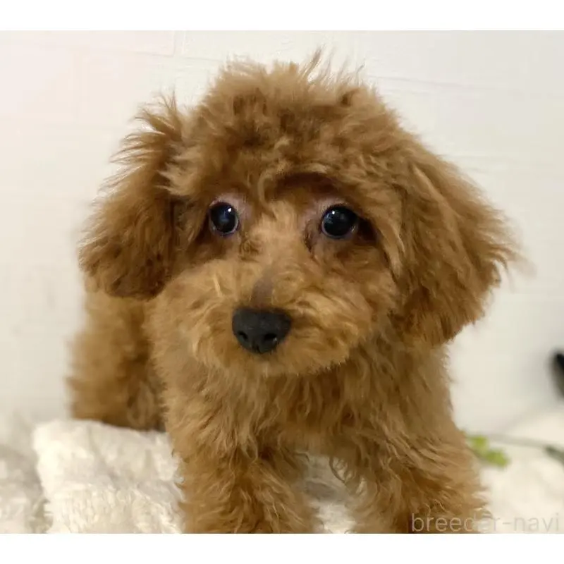 販売中の静岡県のトイプードル-455038の2枚目