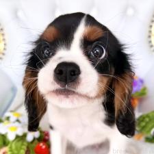 ♀︎キャバリアキングチャールズスパニエル