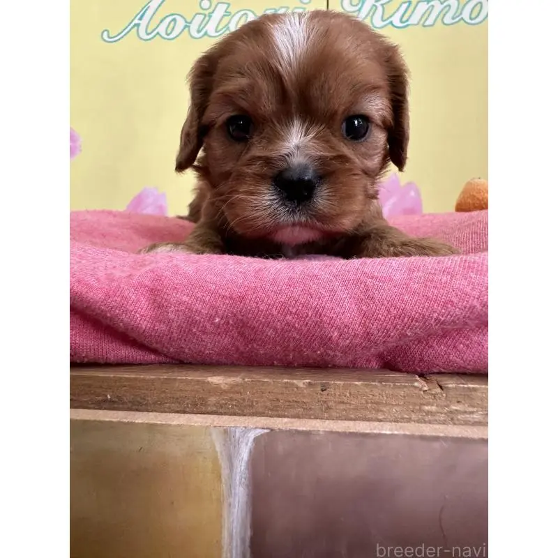販売中の埼玉県のキャバリアキングチャールズスパニエル-455040の2枚目