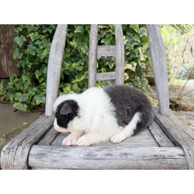 販売中の熊本県のボーダーコリー-455041の16枚目