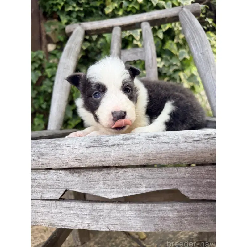 販売中の熊本県のボーダーコリー-455041の14枚目