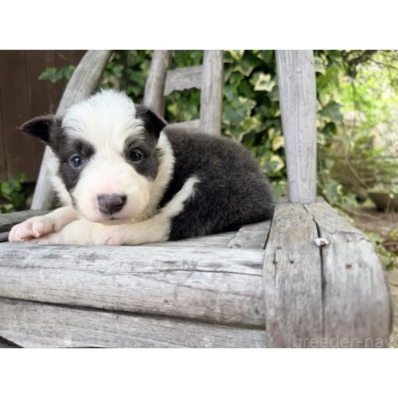 販売中の熊本県のボーダーコリー-455041の13枚目