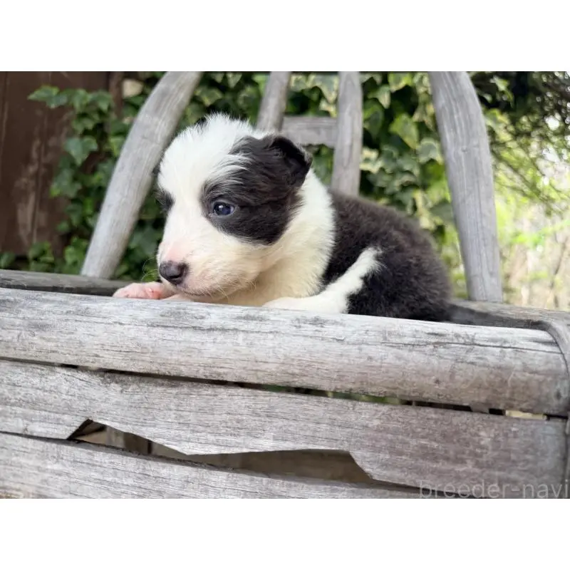 販売中の熊本県のボーダーコリー-455041の12枚目