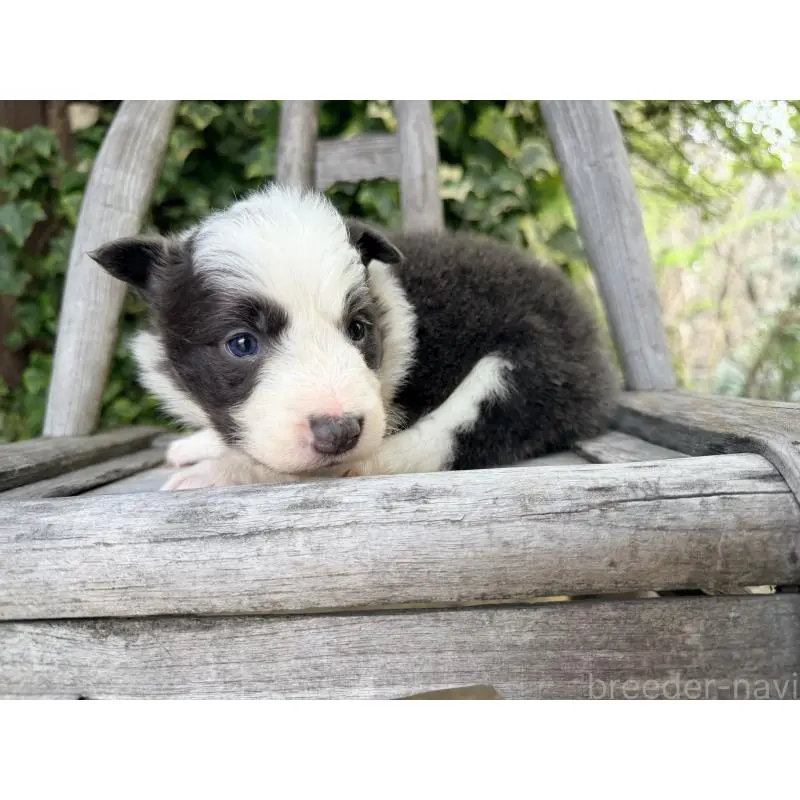 販売中の熊本県のボーダーコリー-455041の11枚目