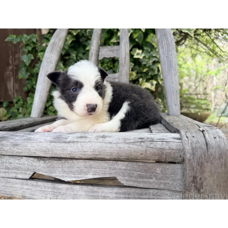 販売中の熊本県のボーダーコリー-455041の10枚目