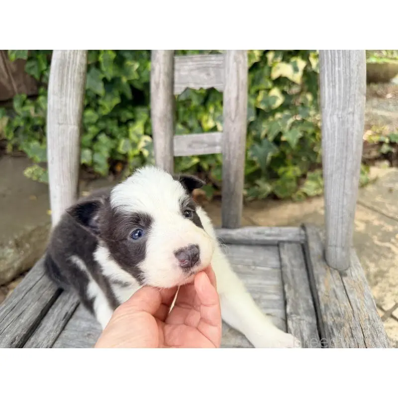 販売中の熊本県のボーダーコリー-455041の9枚目