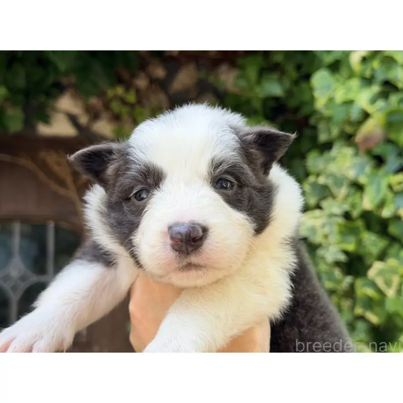 販売中の熊本県のボーダーコリー-455041の8枚目