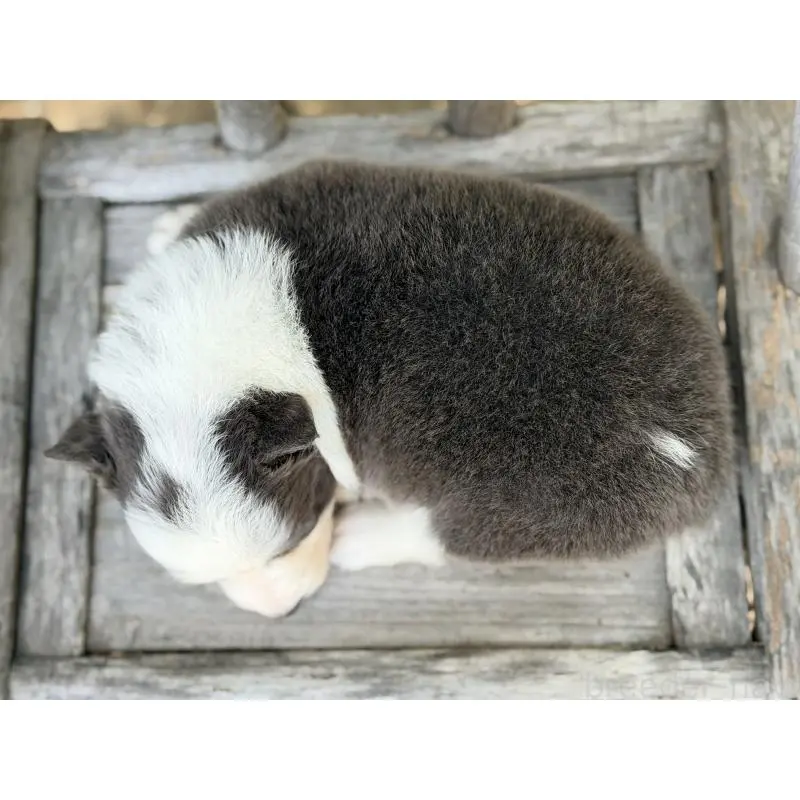 販売中の熊本県のボーダーコリー-455041の7枚目