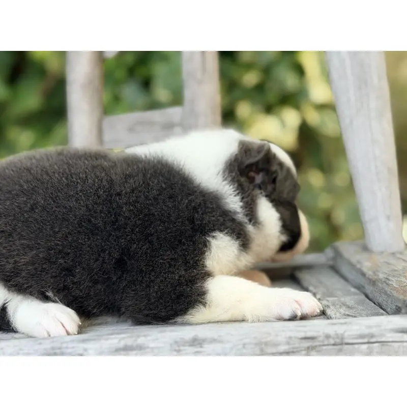 販売中の熊本県のボーダーコリー-455041の6枚目