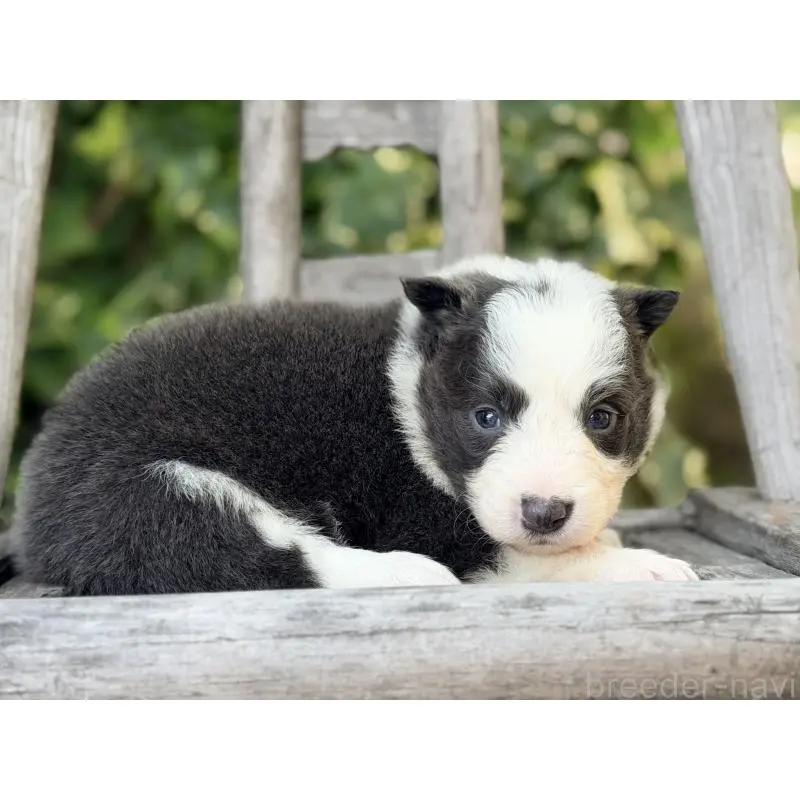 販売中の熊本県のボーダーコリー-455041の5枚目