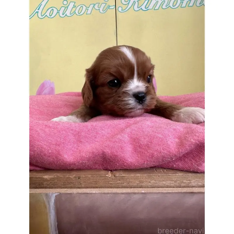 販売中の埼玉県のキャバリアキングチャールズスパニエル-455042の7枚目