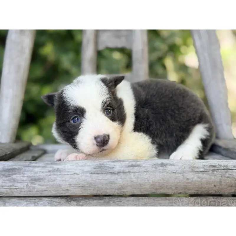 販売中の熊本県のボーダーコリー-455041の4枚目