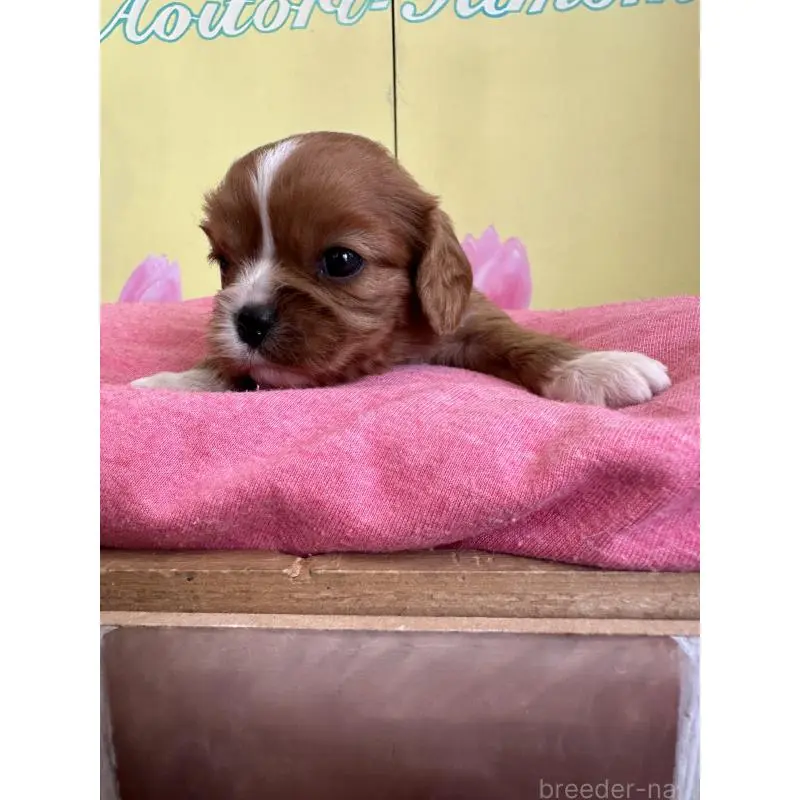 販売中の埼玉県のキャバリアキングチャールズスパニエル-455042の6枚目