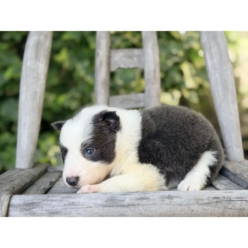 販売中の熊本県のボーダーコリー-455041の3枚目