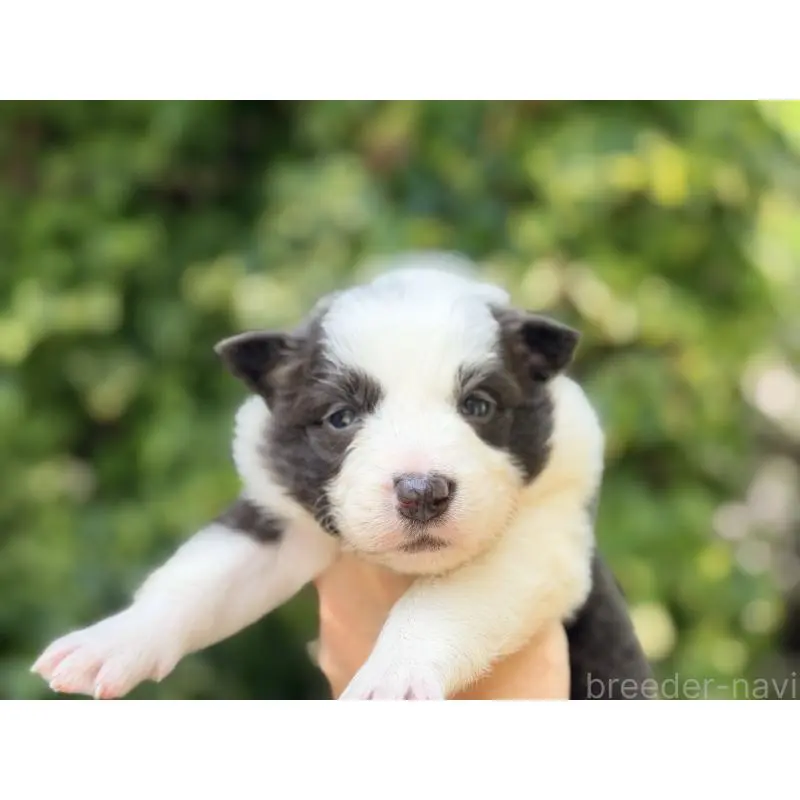 販売中の熊本県のボーダーコリー-455041の2枚目