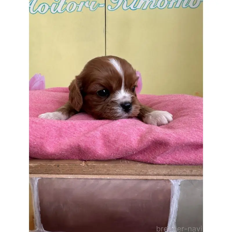 販売中の埼玉県のキャバリアキングチャールズスパニエル-455042の5枚目