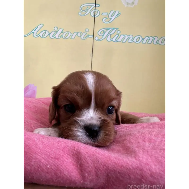 販売中の埼玉県のキャバリアキングチャールズスパニエル-455042の4枚目