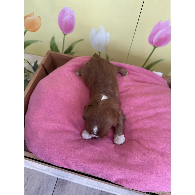 販売中の埼玉県のキャバリアキングチャールズスパニエル-455042の3枚目