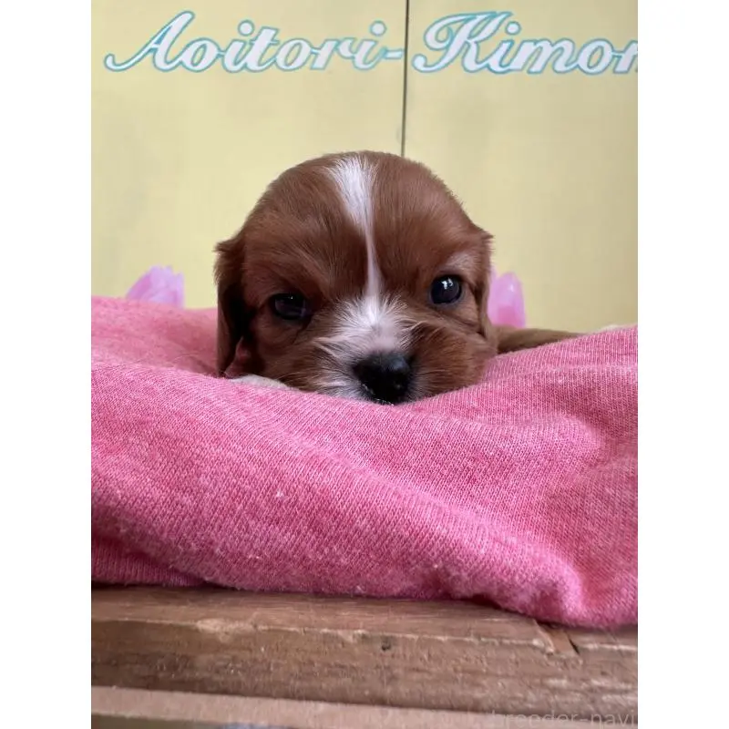 販売中の埼玉県のキャバリアキングチャールズスパニエル-455042の2枚目