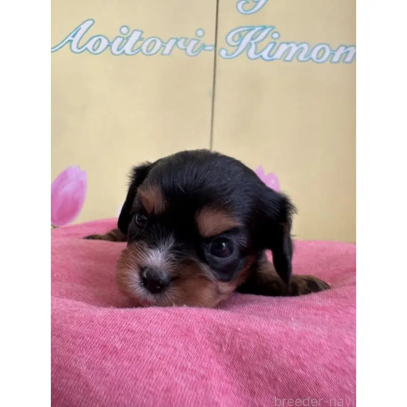 販売中の埼玉県のキャバリアキングチャールズスパニエル-455044の7枚目