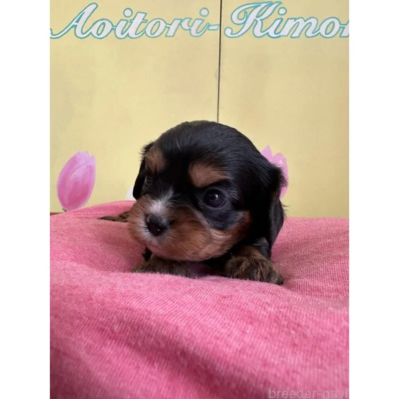 販売中の埼玉県のキャバリアキングチャールズスパニエル-455044の6枚目