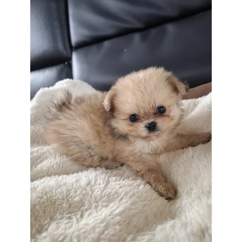 販売中の佐賀県のミックス犬-455046の2枚目