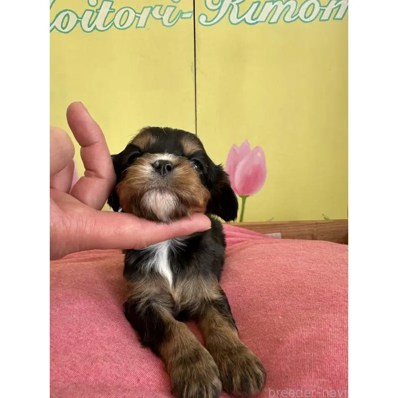 販売中の埼玉県のキャバリアキングチャールズスパニエル-455044の5枚目